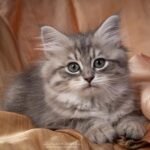 463 Alevtina Siberian female kitten