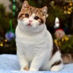 101 Mister Twister British shorthair male kitten
