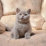 Ugjin British shorthair male kitten