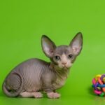 Littlefoot female Bambino kitten