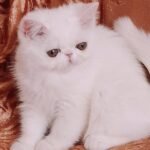 Nikita Exotic shorthair female kitten