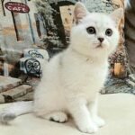 308 Bellis Scottish straight shorthair male kitten