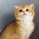 450 Perfect man British shorthair male kitten