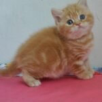 Zabava British shorthair female kitten