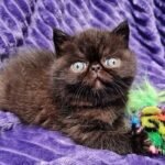 48 Omar Exotic shorthair male kitten