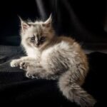 Emil Siberian male kitten