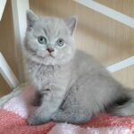 399 Eric British shorthair male kitten