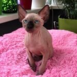 236 Flokki male Sphinx kitten