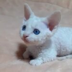 237 Oksamyt Munchkin (Devon Rex) male kitten