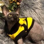 104 Ephoria female Sphinx kitten