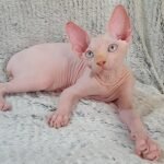 Ivas male Sphinx kitten