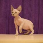 Eldar male kitten Devon Rex