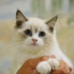 Tifaniya Ragdoll female kitten