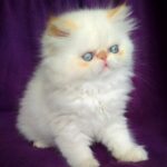 34 Alice Persian female kitten