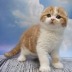Billy Scottish fold shorthair male kitten