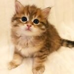 Olimp Siberian male kitten