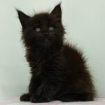 826 Elvis Maine Coon male kitten