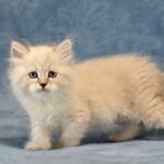 94 Edmund Siberian male kitten