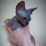 176 Anabel female Sphinx kitten