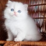 Tapochka Scottish straight longhair female kitten