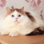 287 Nicholas Scottish straight longhair male kitten