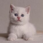 316 Ugg British shorthair male kitten