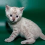 54 Karl purebred Bengal male kitten