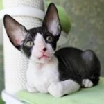 196 Sepulcher male kitten Cornish Rex
