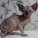 390 Deborah female Sphinx kitten