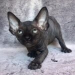 Marseille male Sphinx kitten