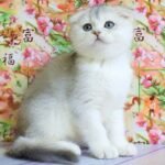 634 Zedan Scottish fold shorthair male kitten