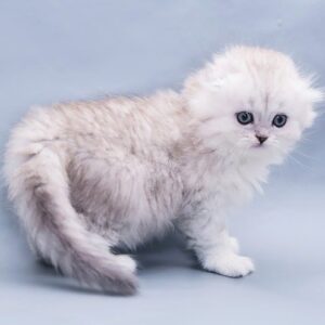Hessie Scottish fold longhair female kitten