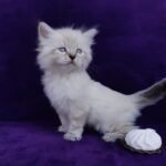 481 Agatha Siberian female kitten