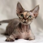 159 Assol female kitten Devon Rex