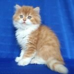 216 Chubise Scottish straight longhair male kitten