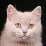 283 Olbero Munchkin shorthair male kitten