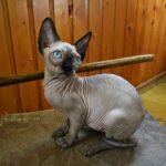 Estel female Sphinx kitten