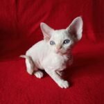 Ingrid female kitten Devon Rex