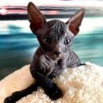 163 Carbon male Sphinx Donskoy kitten