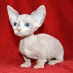 193 Antalia female Bambino kitten