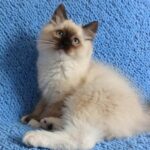 433 Oreo Ragdoll male kitten