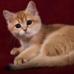 276 Izabel British shorthair female kitten