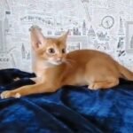81 Anri purebred Abyssinian male kitten