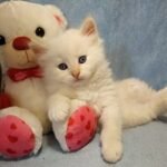 Maisej Siberian male kitten