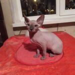 Amanda female Sphinx kitten