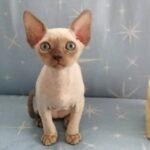 169 Archie male kitten Devon Rex