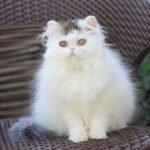 Funny Persian female kitten