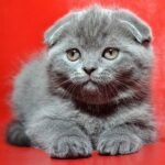 George Scottish fold shorthair male kitten