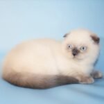 453 Dilan Scottish fold shorthair male kitten