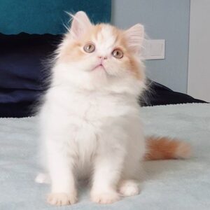 Jaff Scottish straight longhair male kitten